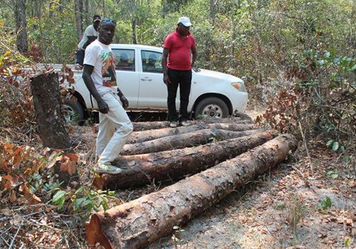 安哥拉将向多国出口加工木材